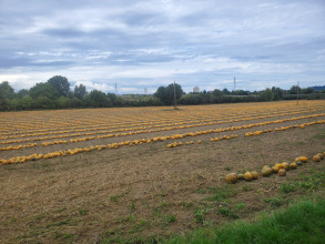 Ziersdorf